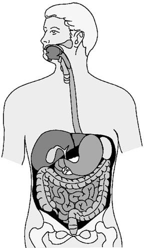 CHAPTER 3 The Digestive System The Digestive System The digestive system changes the food we eat into smaller particles.