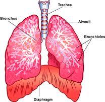 Response Moment 7 anatomical features of the lower respiratory tract: 1. Trachea 2. Primary bronchi Trachea 3.