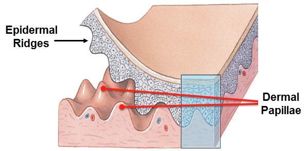 The deepest layer of the epidermis is called the stratum basale. Attached to the basement membrane by desmosomes.