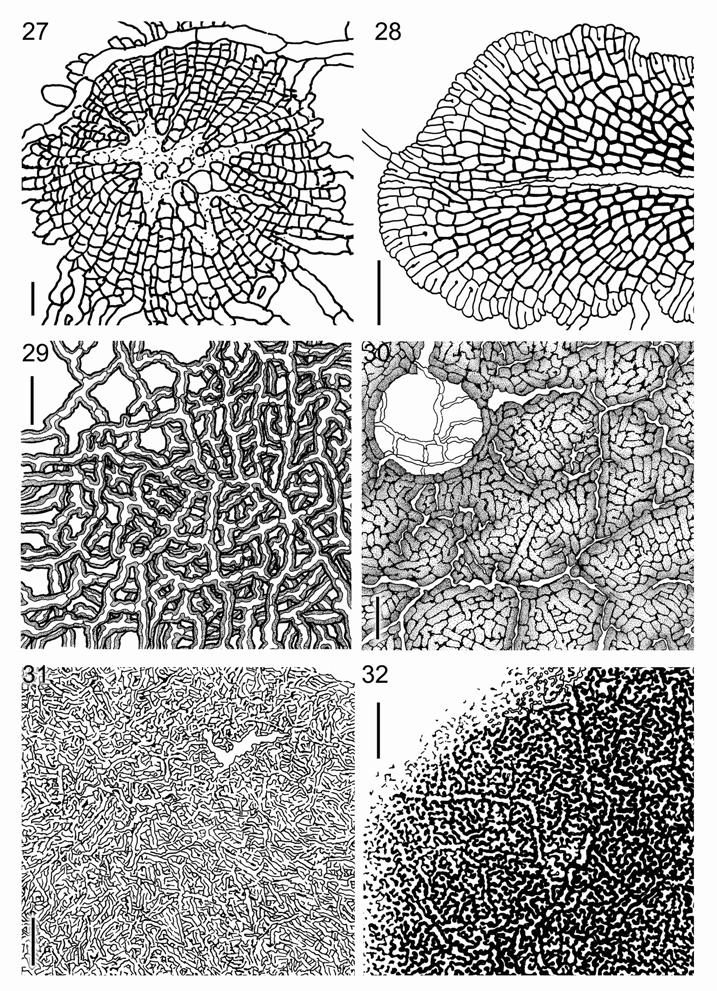 Figs. 27-32. Scutelli of different fly-speck-fungi. 27. Asterinaceae: Asterina sphaerelloides, pigmentation not shown. Bar = 100 µm. 28. Asterinaceae: Morenoina epilobii, pigmentation not shown.