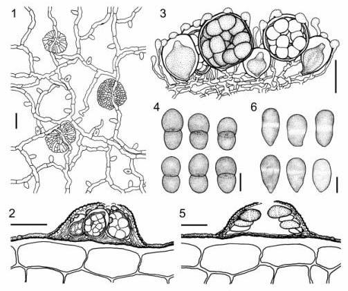 Figs. 1-6. Asterina sphaerelloides and its Asterostomella-anamorph on Phoradendron novaehelveticae (Loranthaceae; Piepenbring 3414). 1. Surface mycelium with appressoria and young thyriothecia, which develop underneath the mycelium.