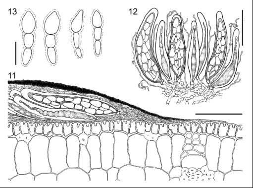 Figs. 11-13. Micropeltis lecythisii on Crysophyllum cainito (Sapotaceae; Hofmann 102). 11. Longitudinal section through a thyriothecium. Bar = 50 µm. 12.