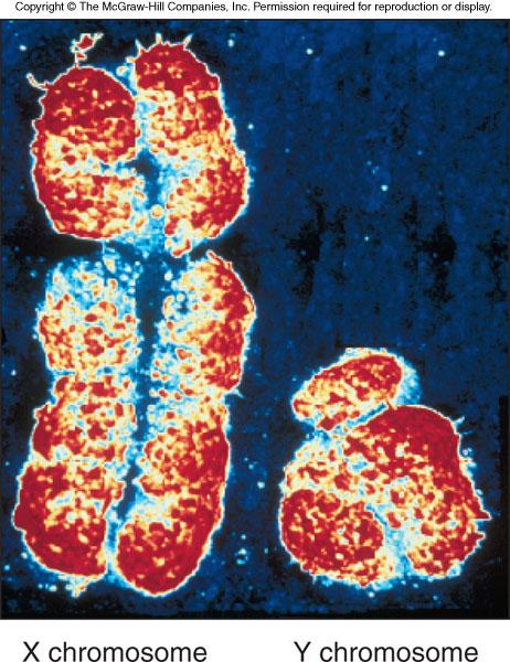 X and Y Chromosomes X chromosome - Contains > 1,500 genes - Larger than the Y chromosome - Acts