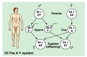 Sex determination in Mammals: the X-Y system