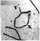 Y and X chromosomes are only partially homologous, they pair together during meiosis but rarely undergo crossing