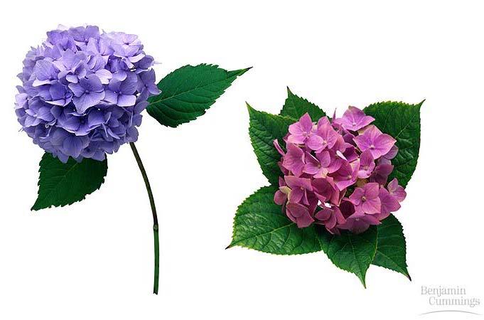 6. Environmental effects Phenotype of Hydrangea flower color Blue