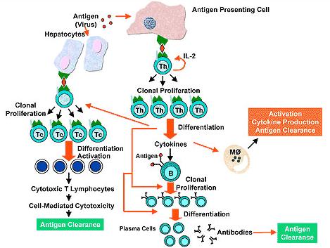 HOW THE IMMUNE SYSTEM RESPONDS TO AN ANTIGEN What are Antibodies? Antibodies are proteins formed by the immune system of the self in response to the foreign antigen.