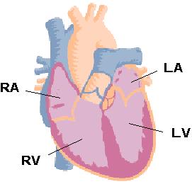 Heart Valves Right atria Right ventricle Left atria Left ventricle Blood is pumped