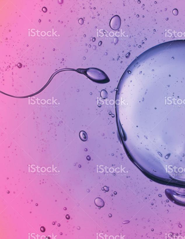 In the lab, each egg is put in a culture dish with up to 500,000 of the man s sperm and left overnight to fertilize. 4. The fertilized eggs become embryos.