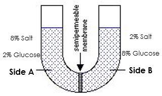 #10 A U-tube is divided into 2 halves, A and B, by a membrane which is freely permeable to water and salt, but NOT to glucose.