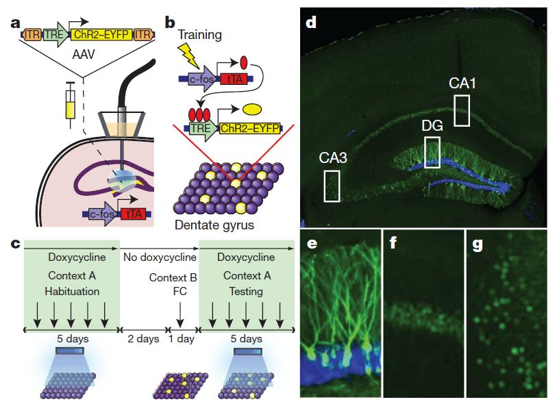 Background: Ablation or disruption of hippocampal neurons impairs memory, suggesting that hippocampus is necessary for memory formation.