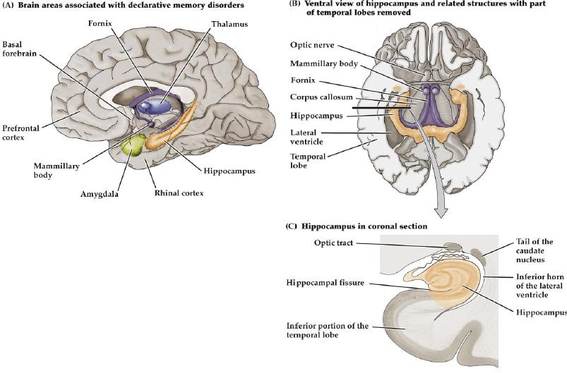 , Principles of Neural Science, 5 th Edition) Brain Areas Associated with Declarative Memory Disorders (Fig. 31.9a) Amygdala: required for fear-based memory Hippocampus: 1.