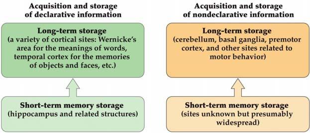 The Acquisition and Storage of Declarative vs Non-declarative Information (Fig. 31.