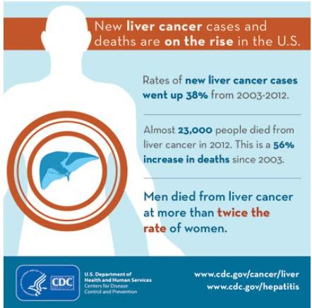 Liver Cancer Etiology and Risk Factors Recent data shows highest increase of incidence rates in liver cancer HBV/HCV account for 60% of HCC cases globally Other risk factors include: Cirrhosis