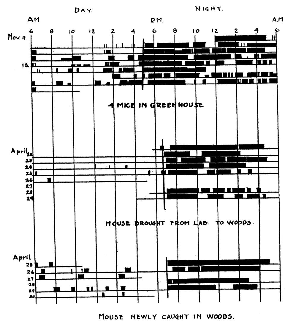 The technique of representing activity in actograms appears to have been developed by Johnson (1926), who was investigating the nocturnal versus diurnal behavior of various mammals.