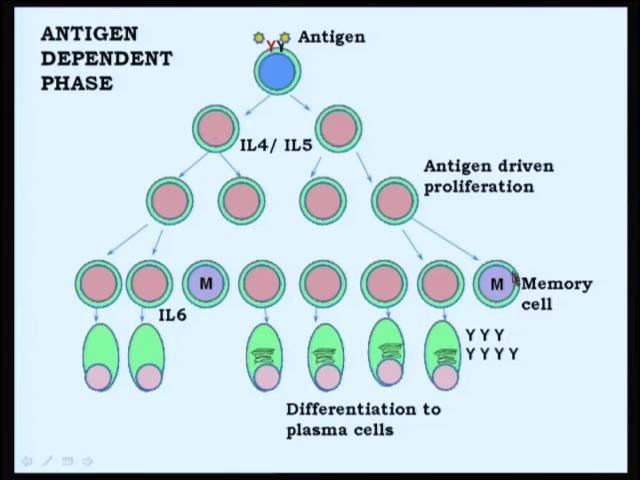 transferase or TDT. Both RAG 1, 2 as well as TDT participate in the immunoglobulin gene rearrangement.
