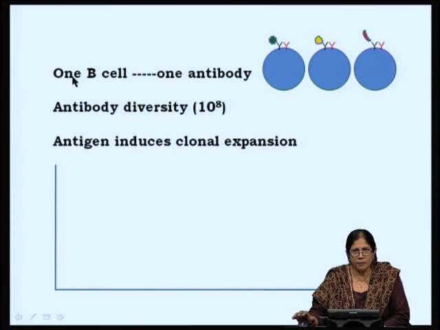 (Refer Slide Time: 30:26) Again, to keep happing on the same thing, one B cell can make only one type of antibody, which would mean that once the recombination process of the immunoglobulin gene has
