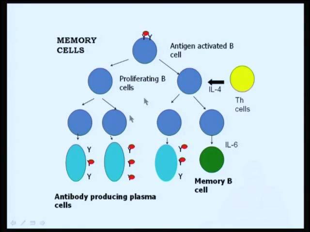 (Refer Slide Time: 38:45) A little bit about memory cells. Are they different from the B cells? because I said earlier, I did say that.