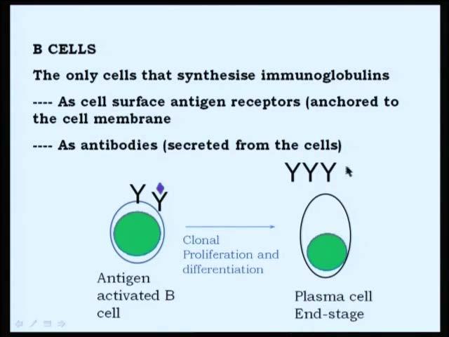 The T and B cells are specialized cells that recognize not only immune assay sequences of a particular protein, but also the confirmations associated with this,