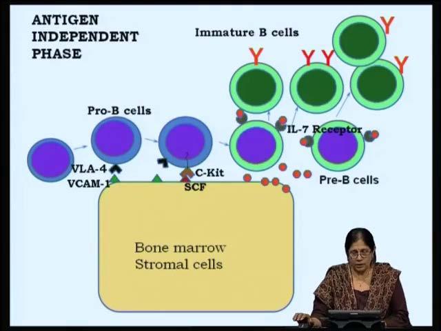 is the first site of synthesis, this is taken over subsequently by the fetal liver, and then on to fetal bone marrow. After birth, it is only the bone marrow that is the site of B cell synthesis.