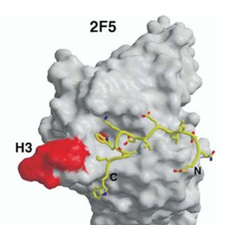 Paratopic Structure of the 2F5 Antibody: A.