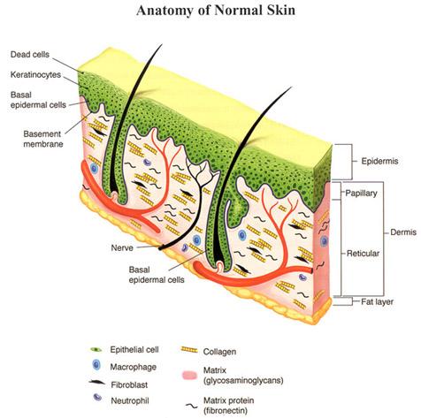 SECTION I: SKIN (BIOLOGIC PROPERTIES) WHAT ARE THE PROPERTIES OF NORMAL SKIN Skin is a bilayer organ whose functions are essential for survival.