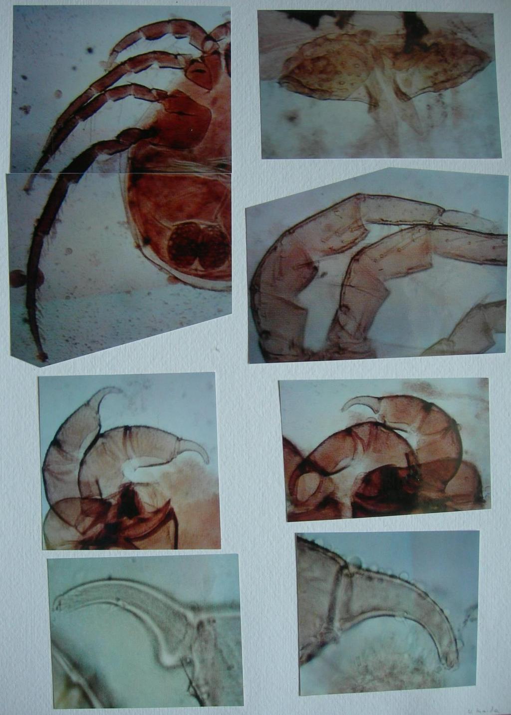 Plate 200: Top left: male venter. Top right: female genital field. Middle left: male pedipalps.