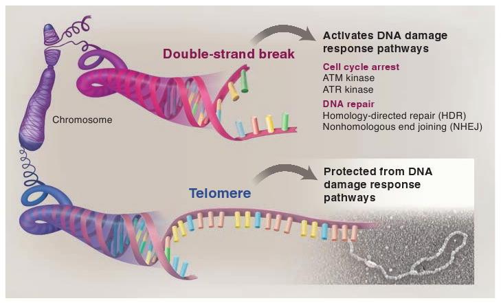 What are telomeres? Lange.
