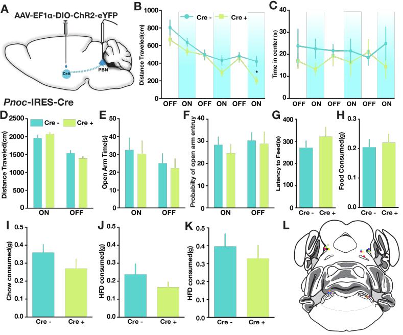 M N O P Figure 3. In vivo optogenetic activation of CeA Pnoc axons in the PBN increased reward-related behavior without affecting anxiety. A.