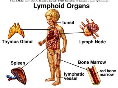 Lymphoid Organs 1. Lymph Nodes 1. Lymph Nodules 1.