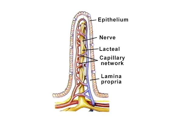Lymph Capillaries Located everywhere, except for CNS, bone marrow, cornea and cartilage.