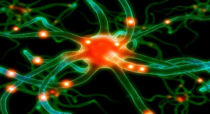 together by a network of neurons The brain is