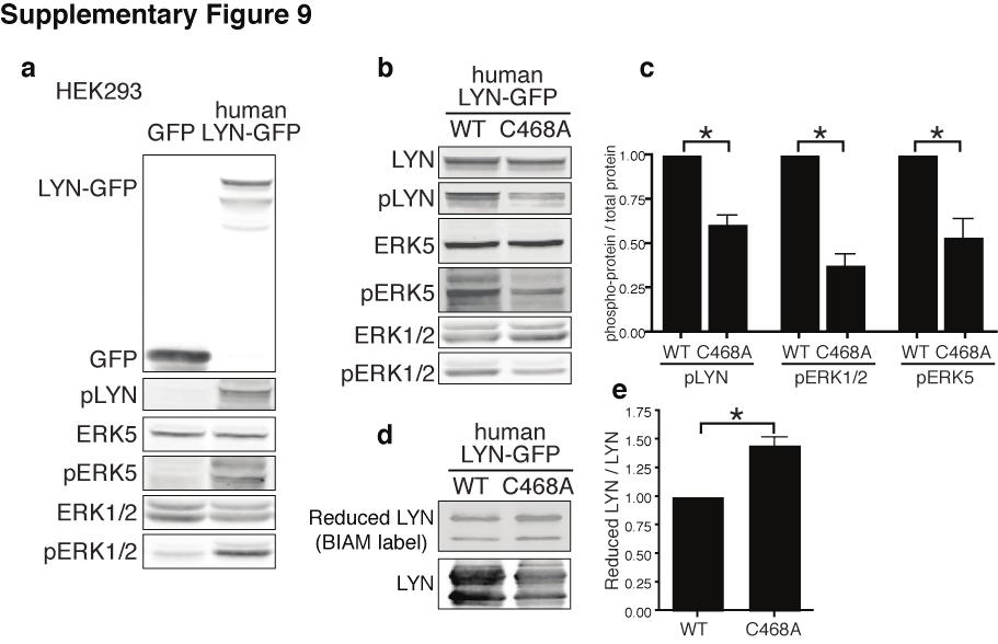 RESEARCH SUPPLEMENTARY INFORMATION Supplementary Figure 9 Cysteine 468 in human LYN. a, Western blot of human LYN and ERK in HEK293 cells expressing human LYN ectopically.
