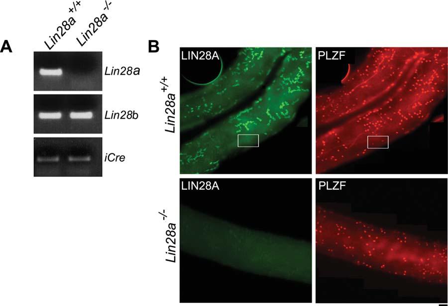 Chakraborty, Buaas, Sharma et al. 865 Figure 2. Levels of Lin28a transcript and LIN28A protein in Lin28a mutant testis samples are significantly reduced in adult mice.