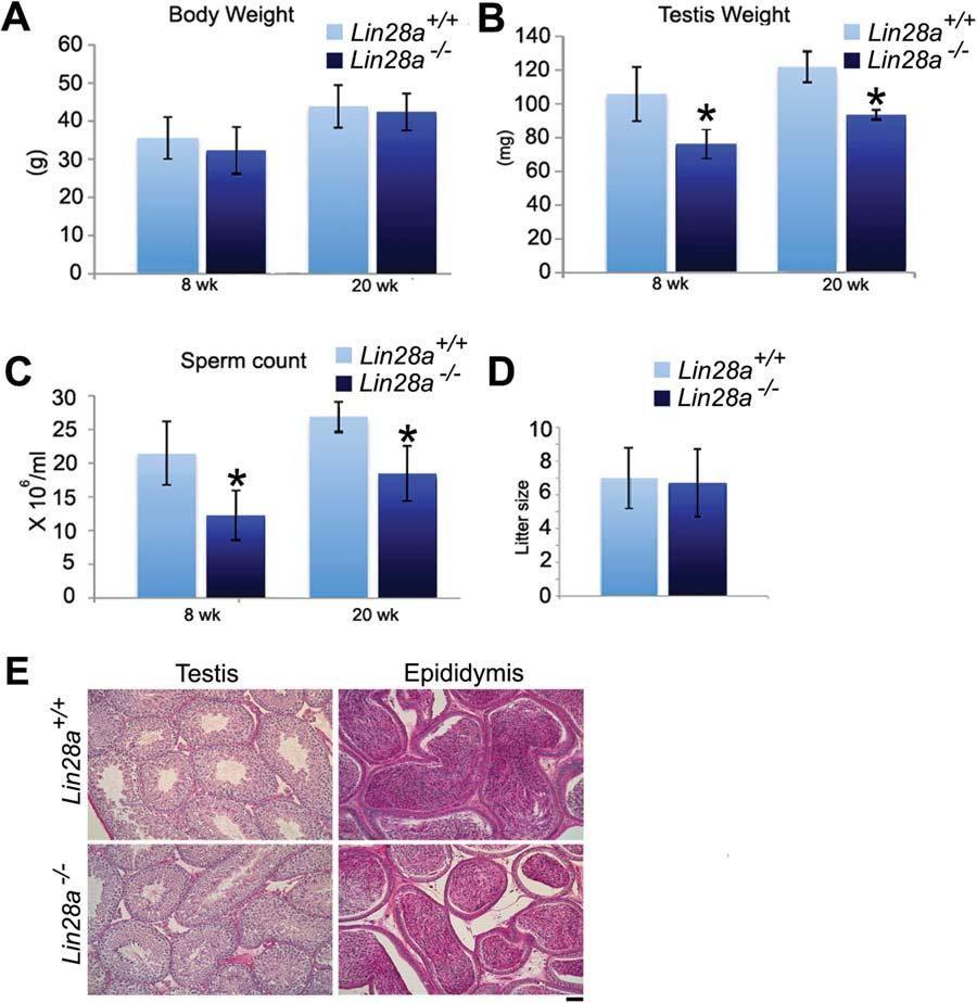 866 LIN28A Aids Expansion of Progenitor Spermatogonia Figure 3. Lin28a mutant mice show reduced testis weight and sperm number.