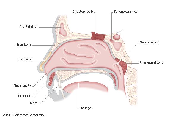 Nasal Cavity Olfactory cilia Olfactory epithelium