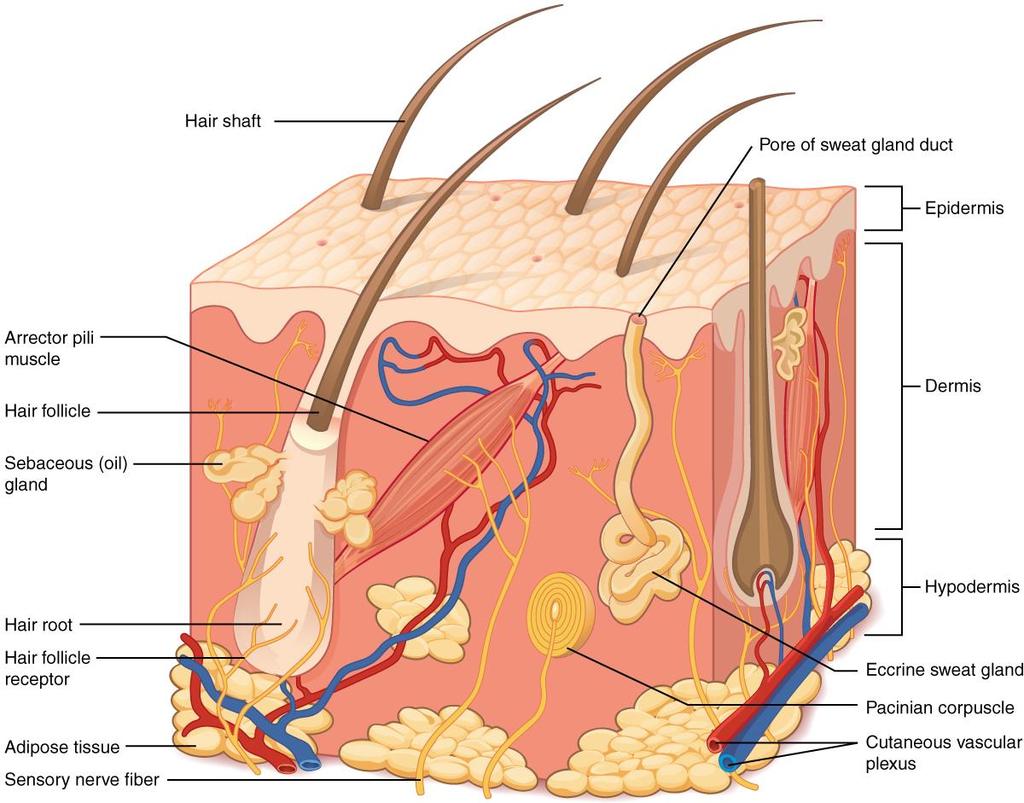 Hair shaft Pore Epidermis Arrector pili muscle Hair follicle Oil gland Hair root HF