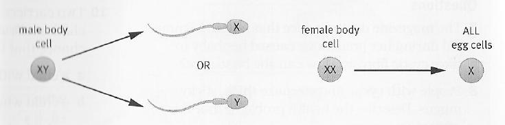A fertilised human egg cell contains 23 pairs of chromosomes.