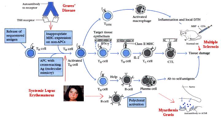 Autoimmune disease - Immune attack the body s own cells and tissues which