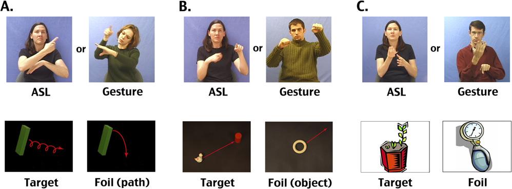 Fig. S5. Example stimuli. Top row: Example frames from ASL and gesture movies shown to participants in the fmri study.