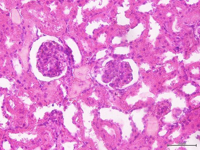 Glomerolus, : Proximal Figure 6 Histopathology rats