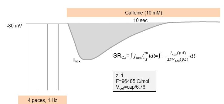 Figure S9. Illustration of the protocol and formula used to measure SR Ca 2+ content. Four repetitive depolarizations from -80 mv to 0 mv were imposed before caffeine (10 mm) was applied. The 1.