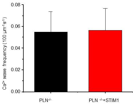 Figure S11. STIM1 action in phospholamban knockout (PLN -/- ) cardiac ventricular myocytes.