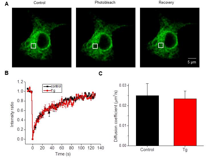 Figure S5. STIM1 mobility in neonatal rat cardiac myocytes. A. The fluorescence image shows the successful transfection of STIM1-GFP in neonatal rat cardiac myocytes in short-term primary culture.