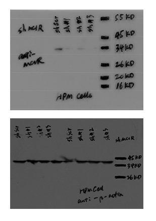 Supplementary Figure 8. Full Western Blots used to assemble Fig. 2a.