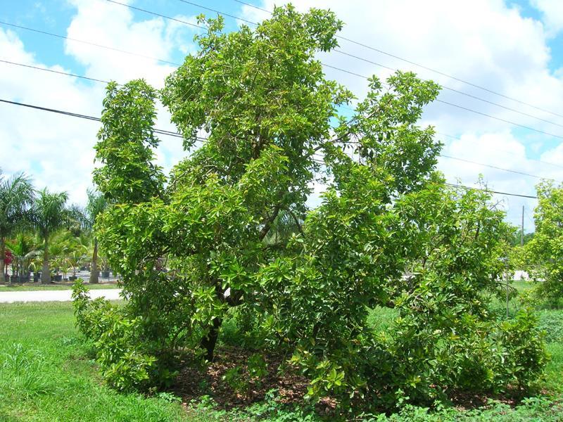 Iron deficient avocado trees have the same or higher leaf iron content.