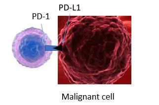 Basis of PD-1/PD-L1 therapy