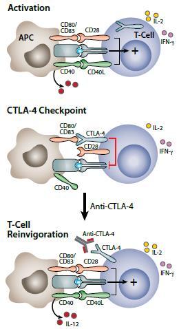 CTLA-4 therapy Anti-CTLA-4: first immune checkpoint inhibitor approved by the FDA (2011) Blocking CTLA-4 prevents downregulation in early stages of T- cell activation 20% of melanoma patients better