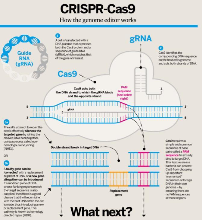 CRISPR-Cas9 Cell transfected with a DNA plasmid wit Cas9protein and