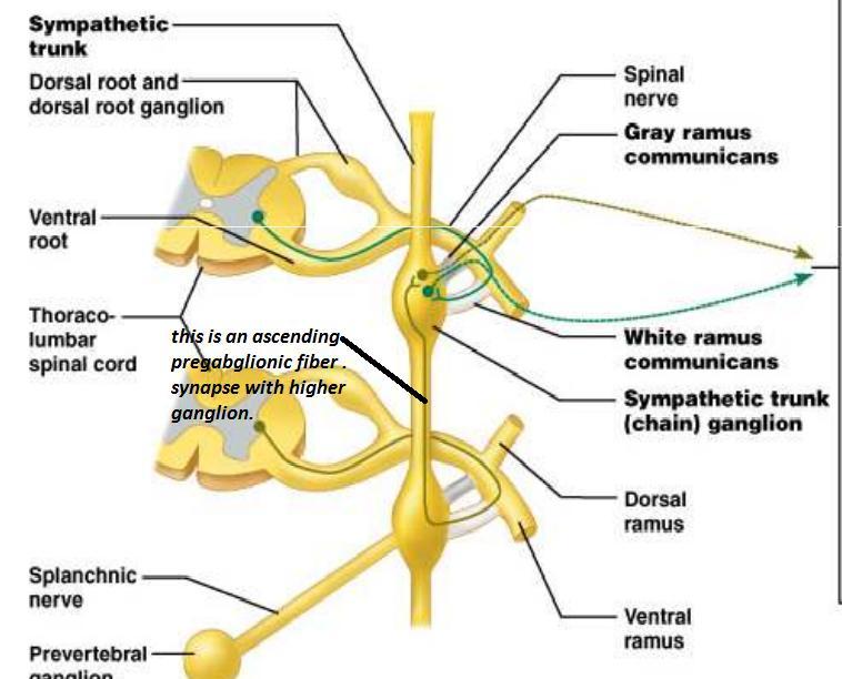 communicans to the adjoining sympathetic ganglion. 12 thoracic nerves + L1+L2=14 These preganglionic fibers may: 1- Synapse in the Corresponding ganglion.